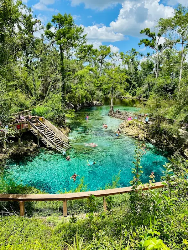 Vivid color spring pool surrounded by lush vegetation at madison blue spring in florida