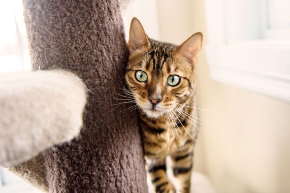 Cat Concierge Services in Montreal & Toronto