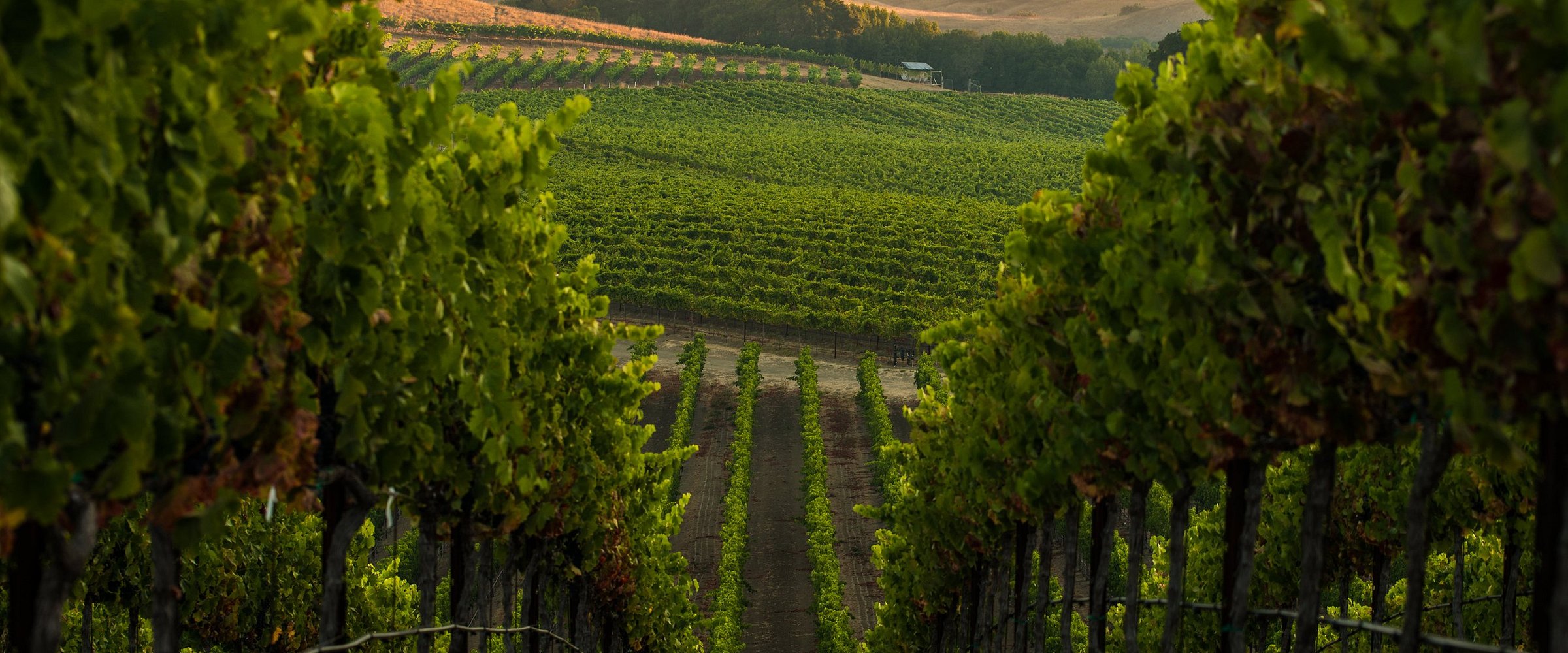Napa Valley, California – Wineries