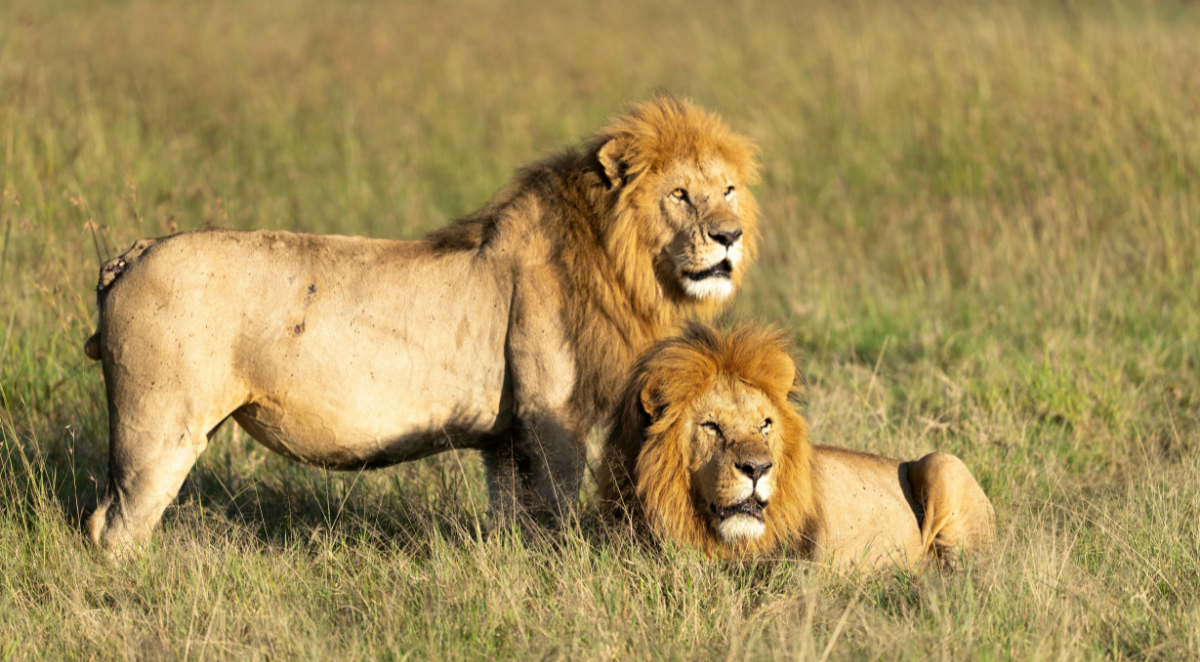 Lions 