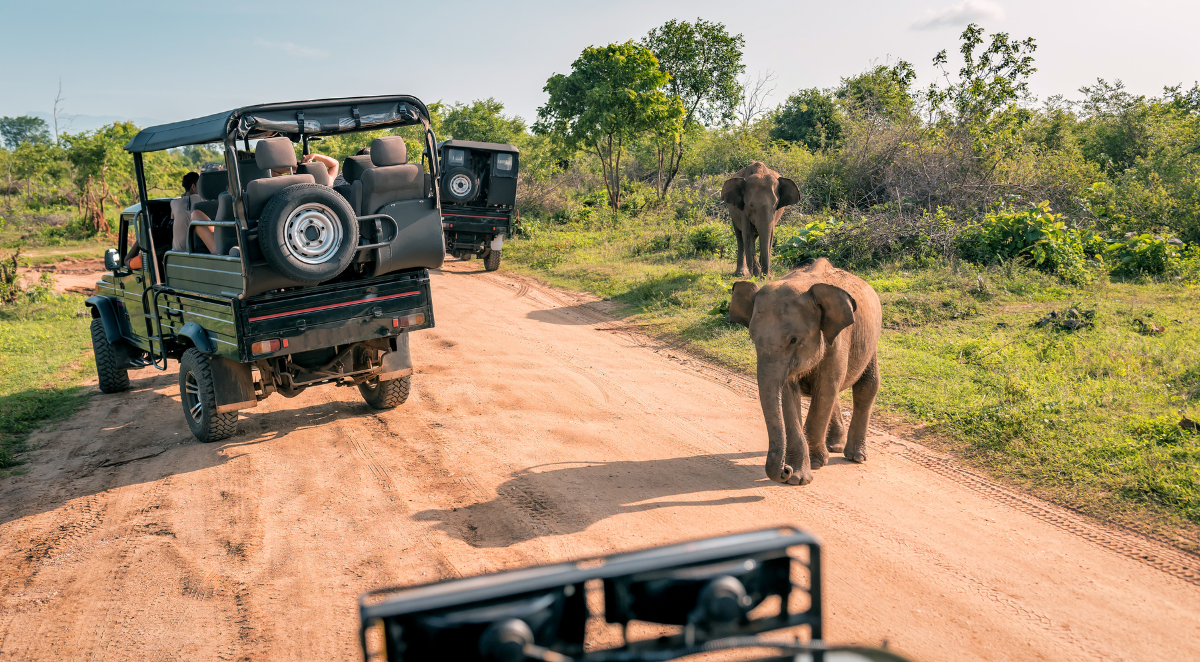 Safari in Kenya