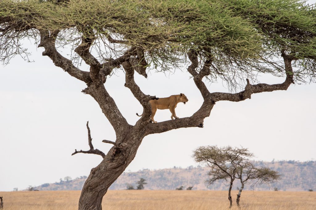 Tree-Climbing-Lions-Uganda-1024x683.jpg