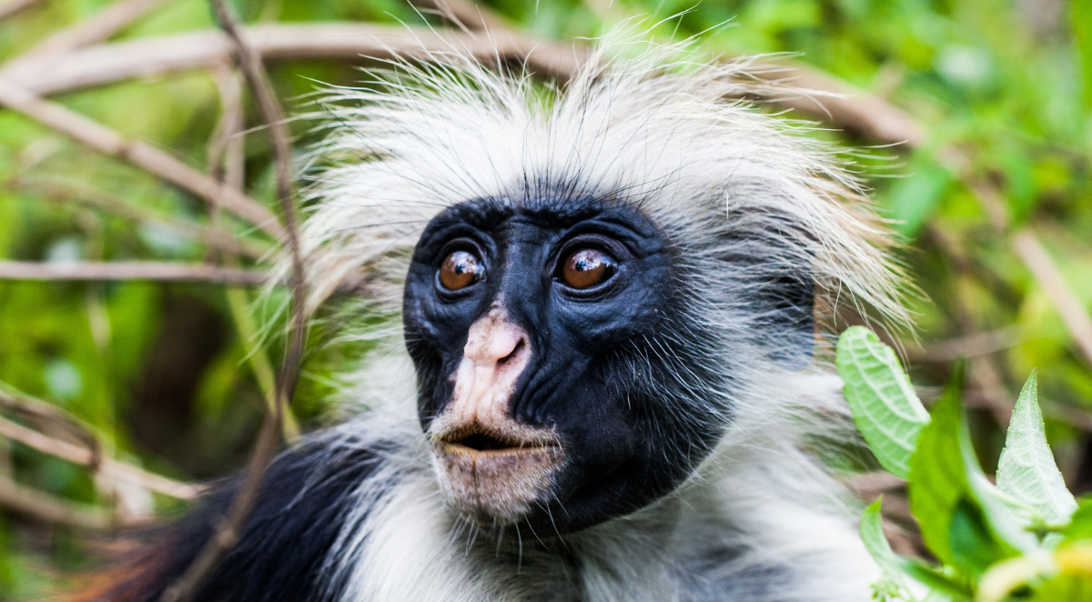 Meru National Park