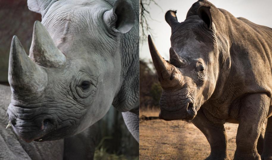 White-vs-black-rhino.jpg
