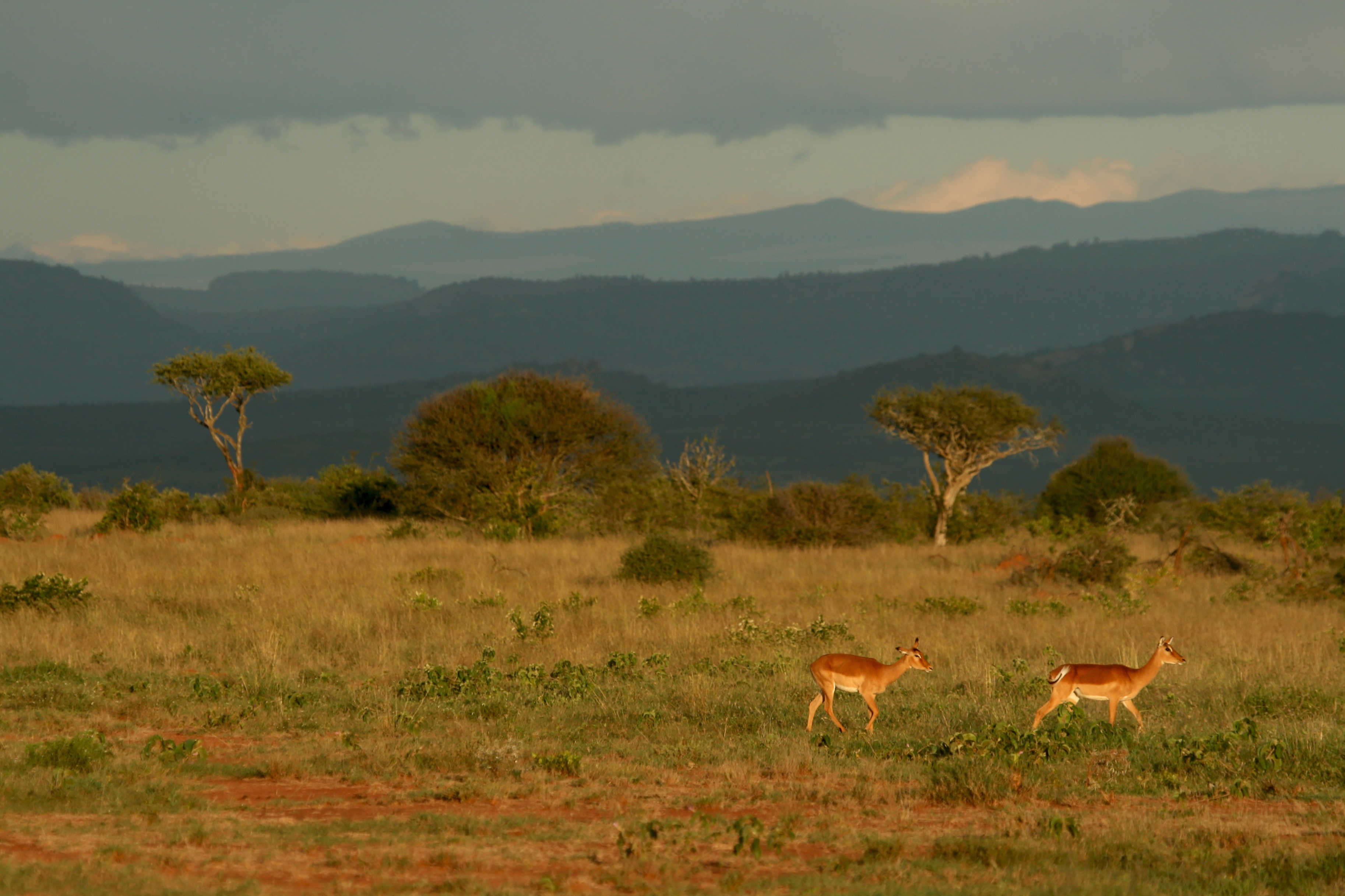 Laikipia, Kenya