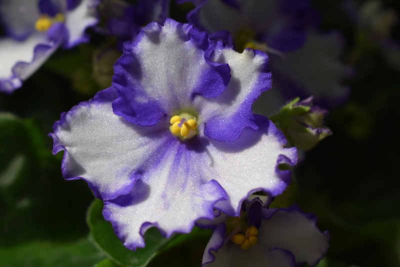 An Usambare violet close up, flowers of Tanzania