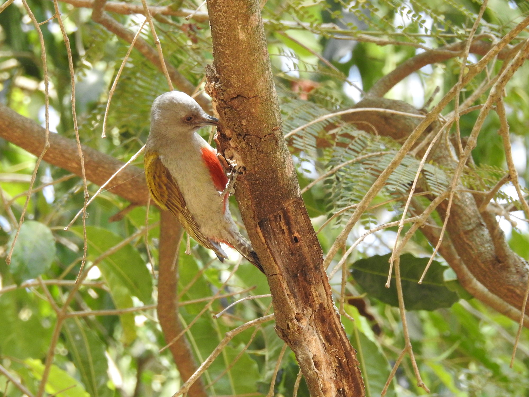 Grey Woodpecker in the mountain forest of Mt Meru, Tanzania