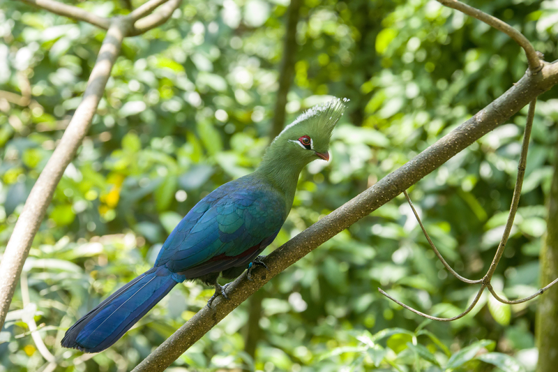 A Livingstone's turaco perched on a thin branch in the forest
