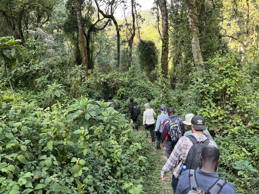 Larry Kerr. Line of gorilla trekkers in Bwindi, Uganda (1)