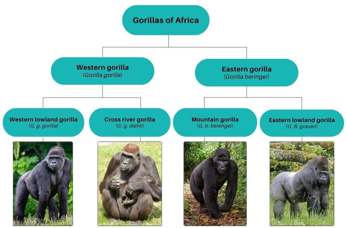 Eastern vs western gorillas flow chart of subspecies