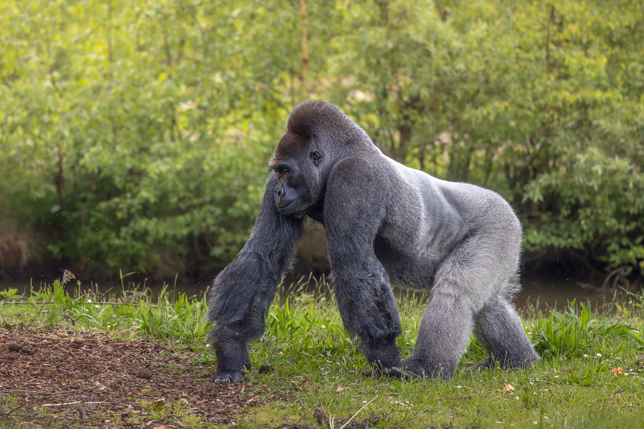 A beautiful western lowland gorilla