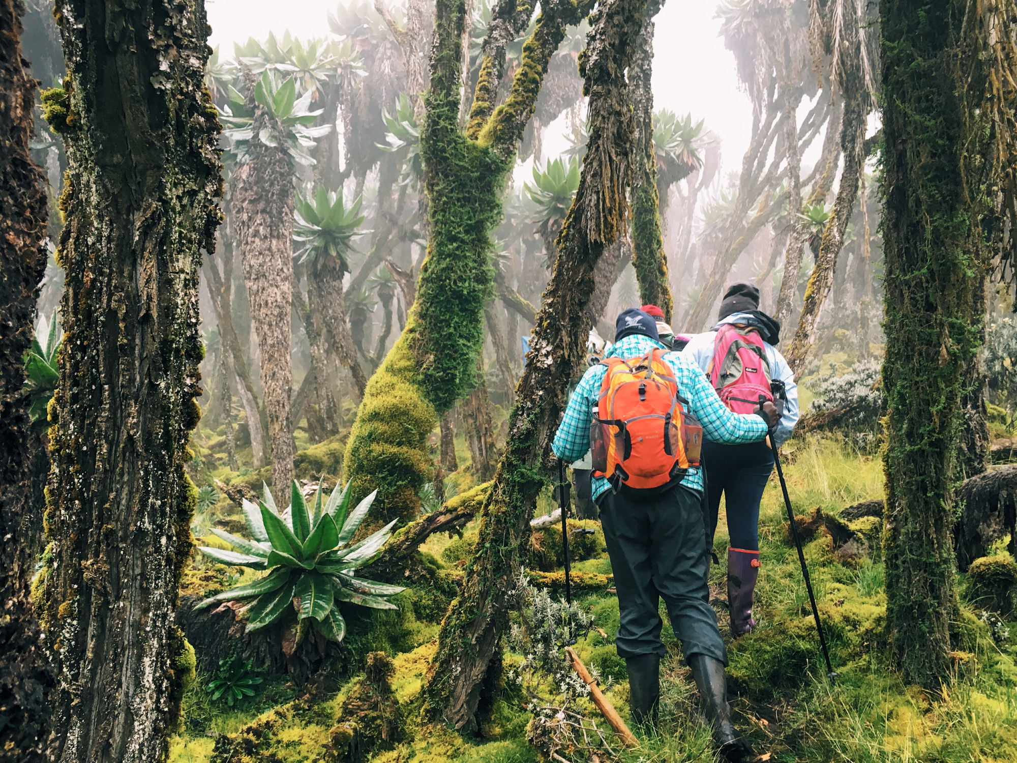 Trekkers in Rwenzori Mountains moorland