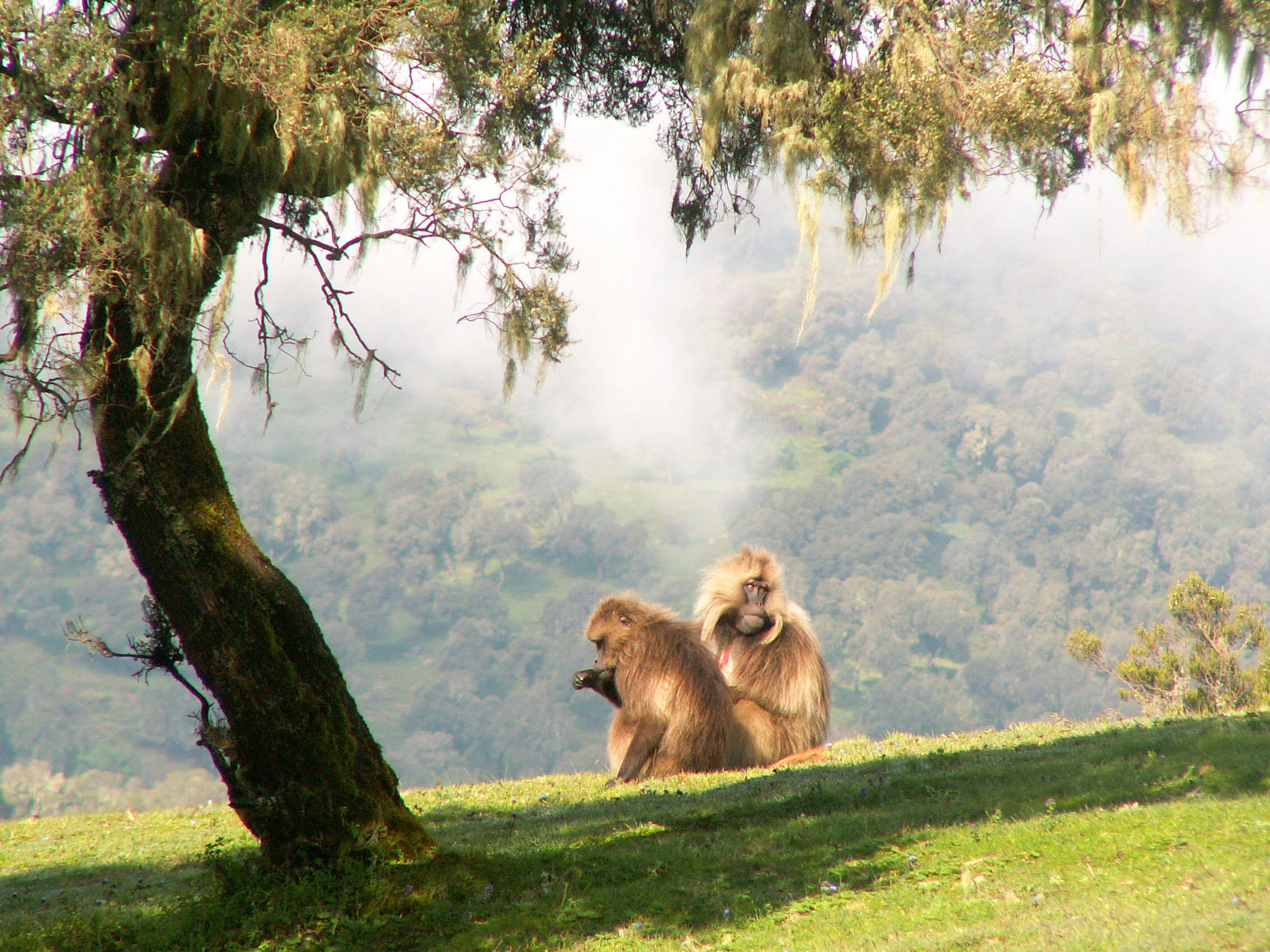Gelada baboons in Simien National Park in Ethiopia
