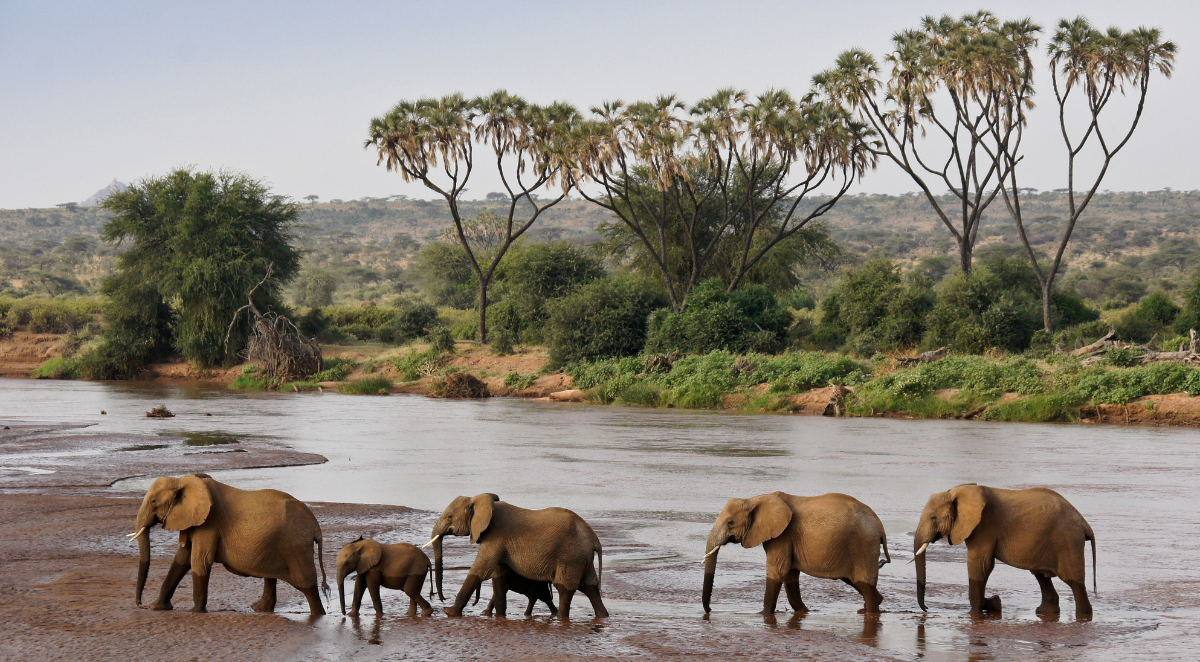 Elephants in Kenya