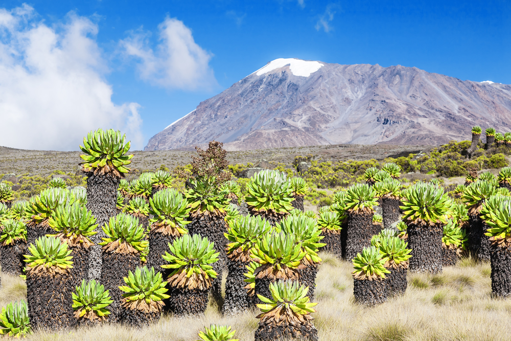 Ours. Kilimanjaro moorland vegetation and Uhuru Peak