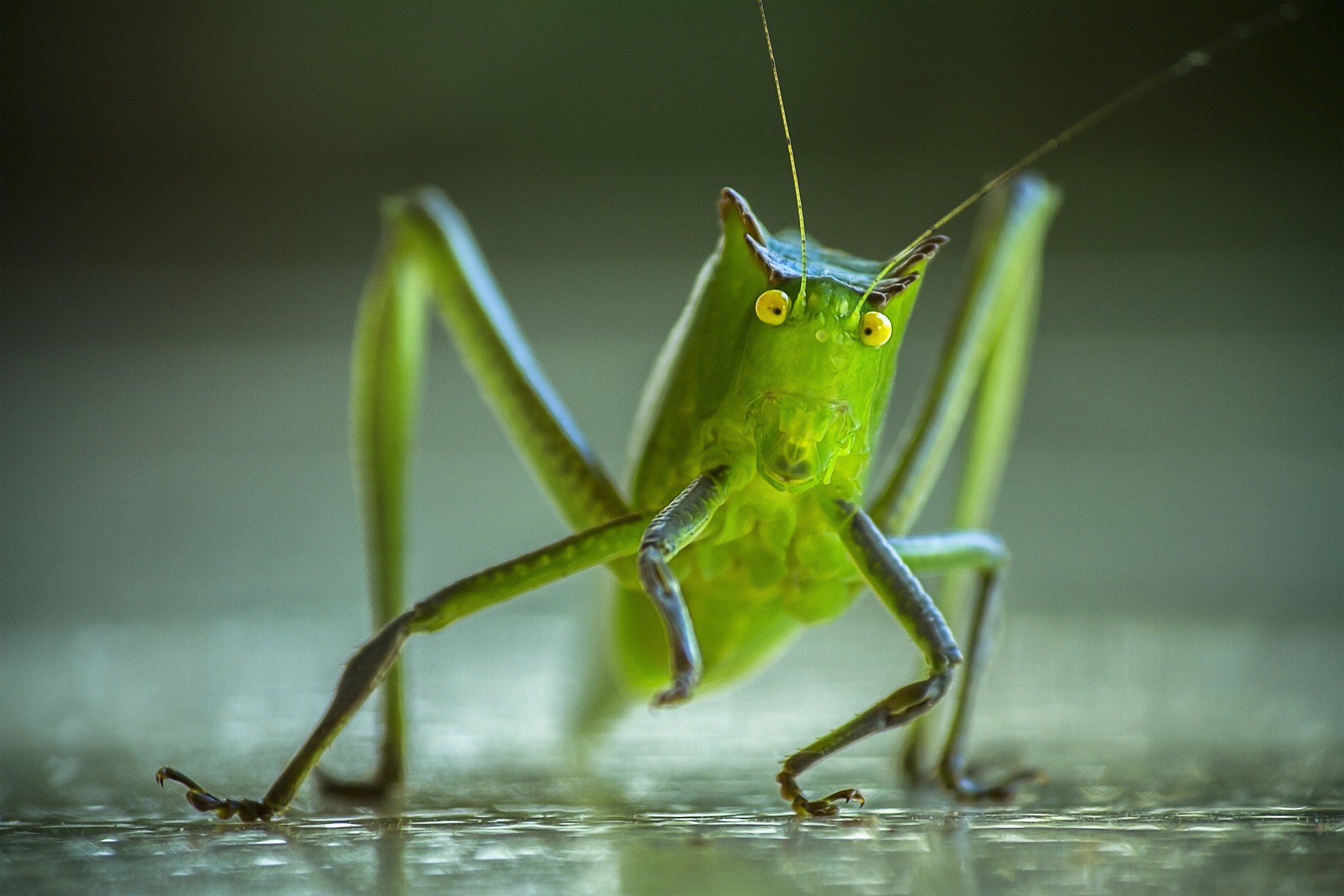 cricket
