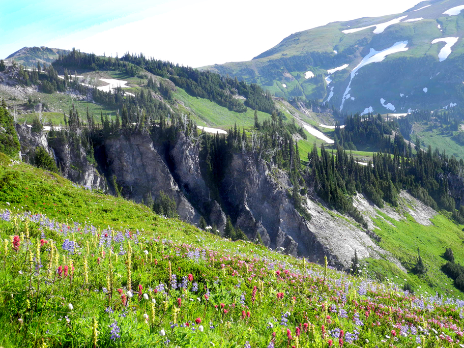 Ours. S. Mount Rainier Wonderland Trail wildflowers USA