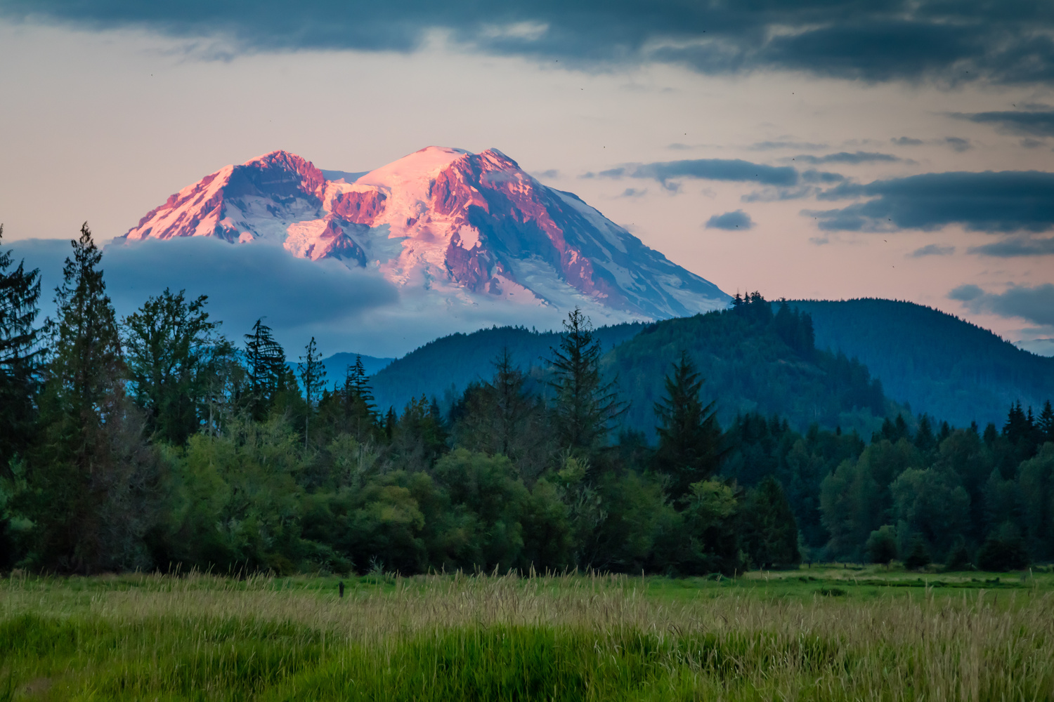 Ours. S. Mt. Ranier viewed from a meadow