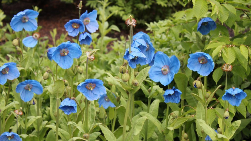Himalayan-blue-poppies-poppy
