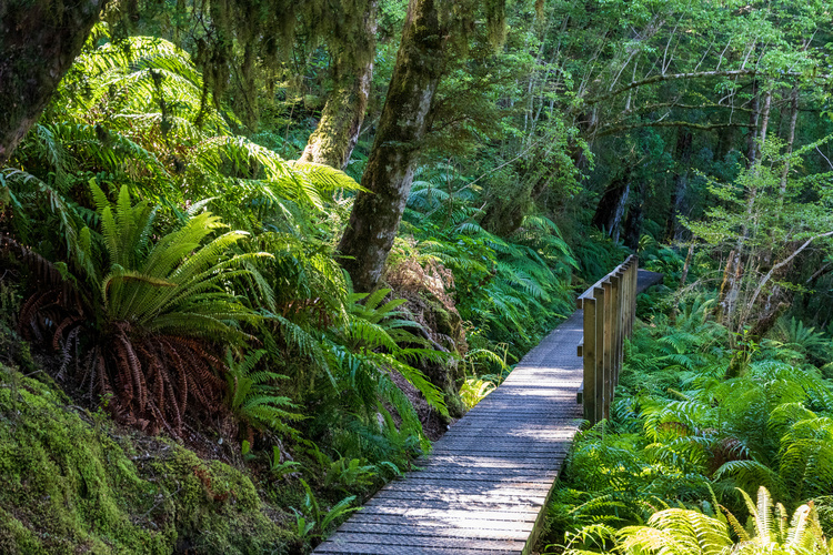 Ours. S. Forest boardwalk on Kepler Track, New Zealand