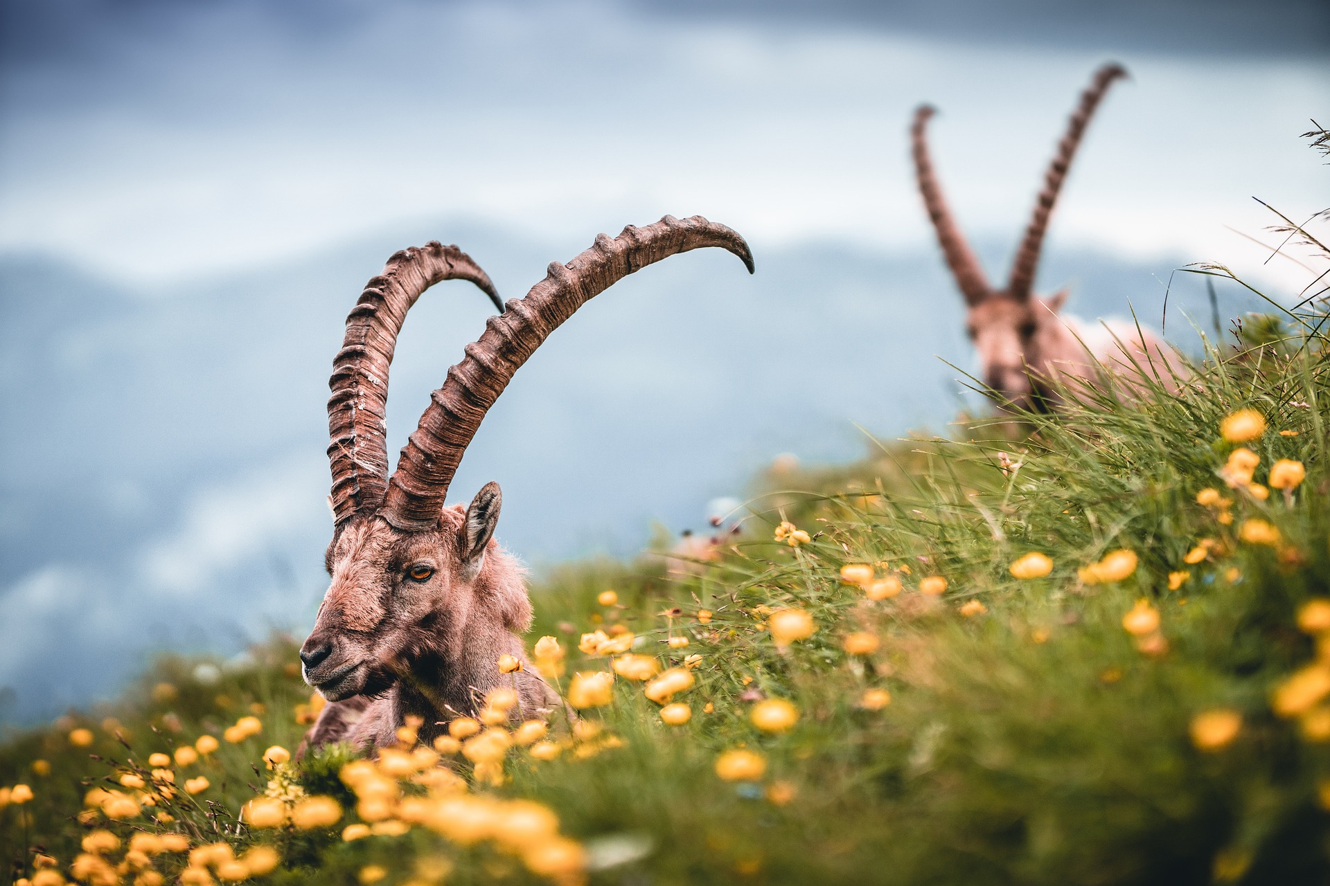 Alpine ibexes