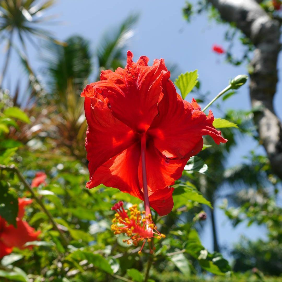 Ambassador-Irie-Flower-from-Bali-e1525880399957.jpg