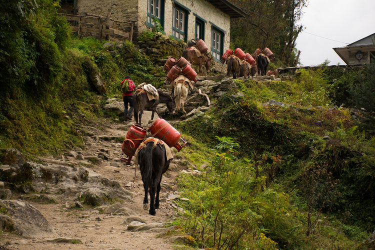 Ours. S. Donkeys porters EBC trek