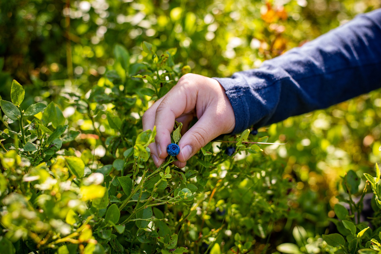 Hand picking a blue berry