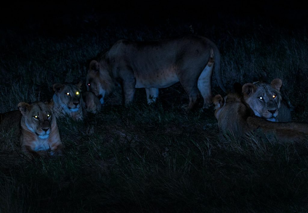 Lions-at-night-1024x707.jpg