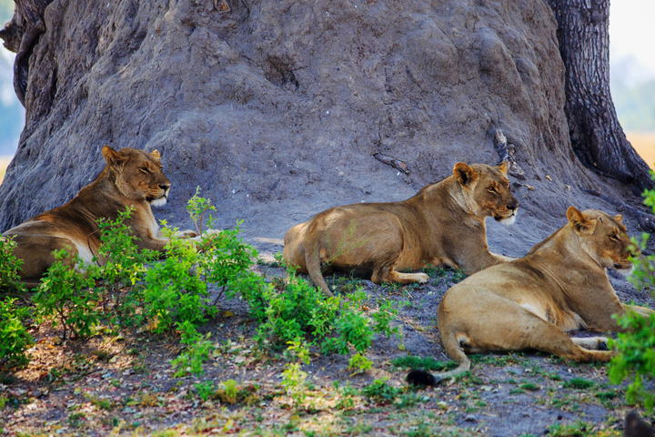 Ours. Lionesses resting by a massive tree in Hwange 