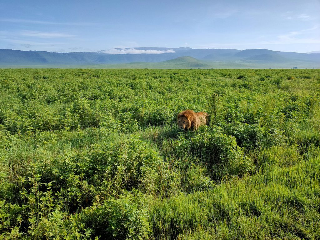 Lion_in_Ngorongoro_Crater-1024x768.jpg