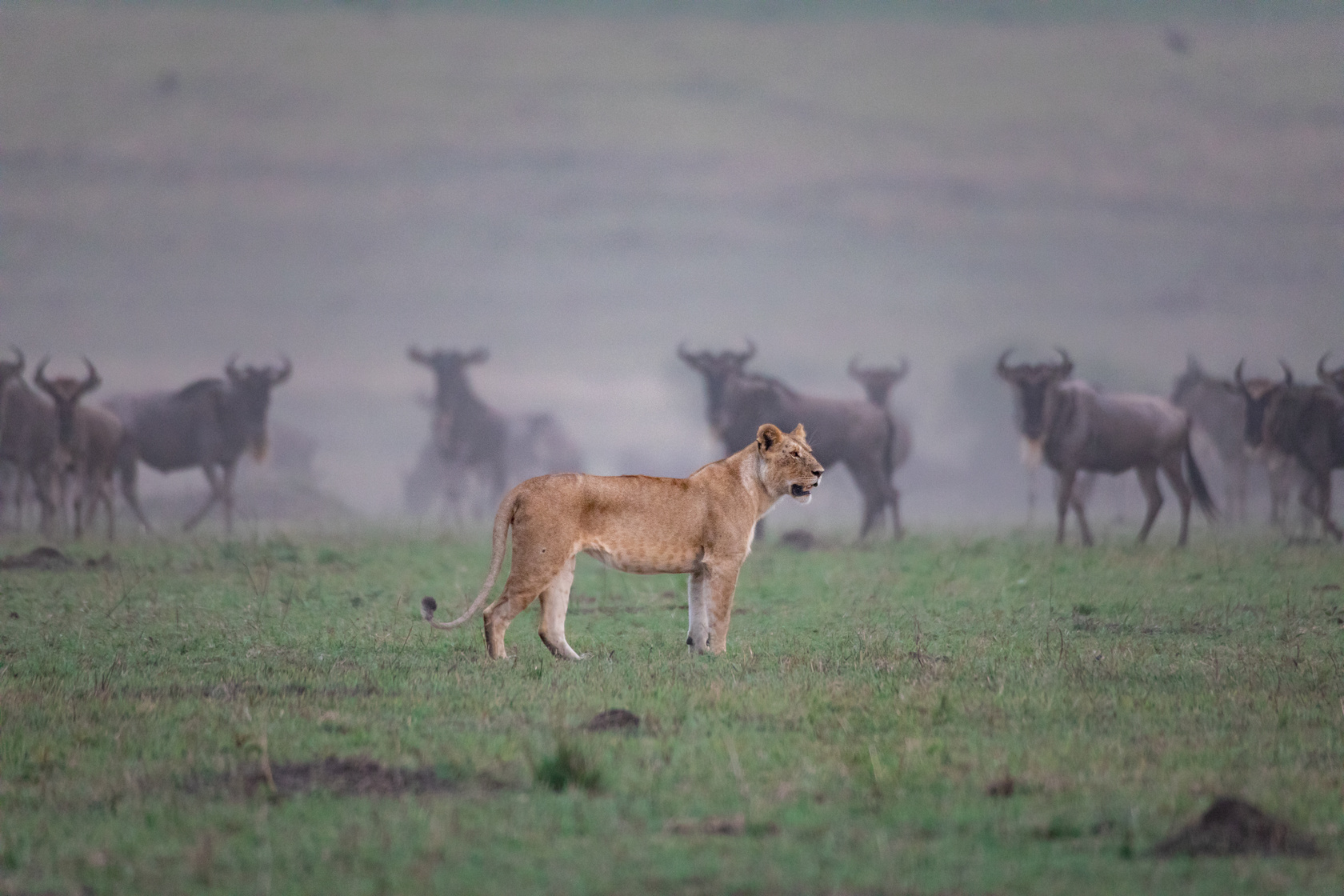 Ours. Lion and wildebeests 