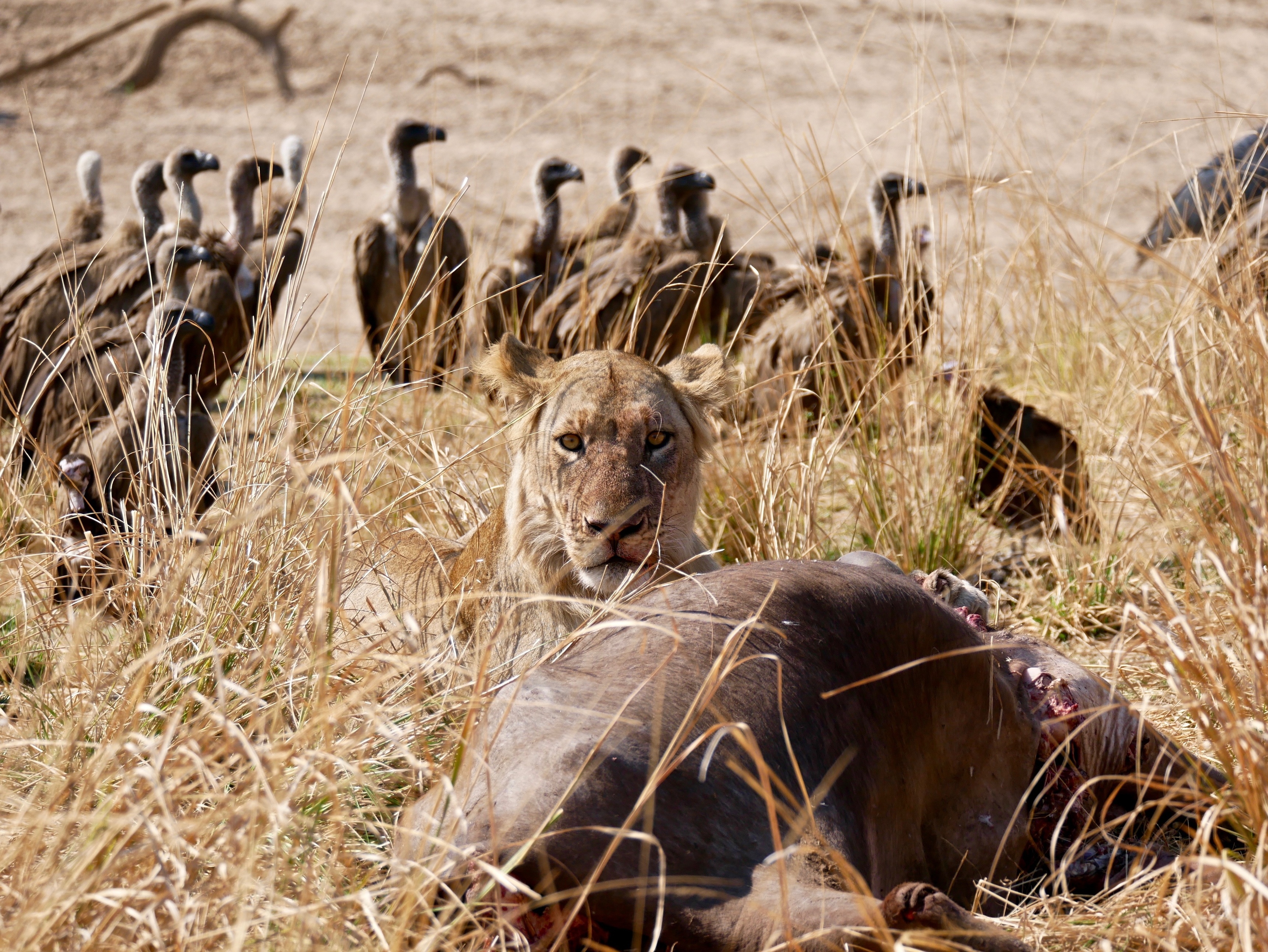 Ours. Lion in South Luangwa National Park - Zambia