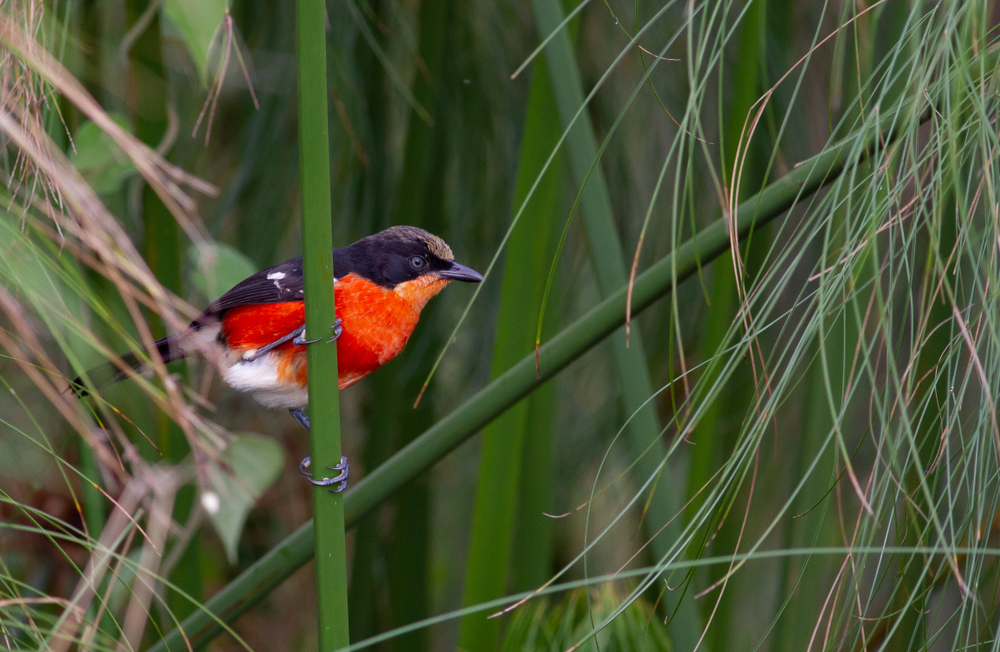 Ours. Papyrus Gonolek - Red bird perched on a branch, Rwanda