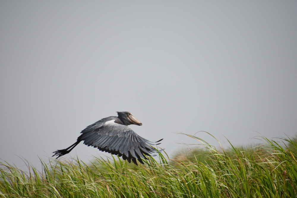 Ours. Shoebill stork in flight in.Murchison Fall NP, Uganda