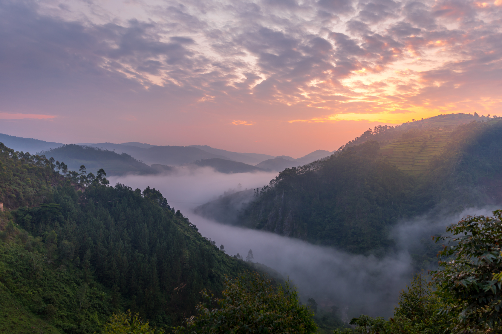 Ours. S. Bwindi Forest sunset and mist