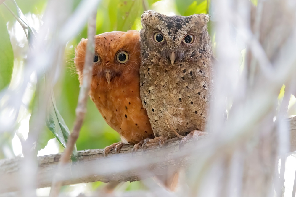 Ours. Sokoke scops owl pair from Arabuko Sokoke Forest in Kenya