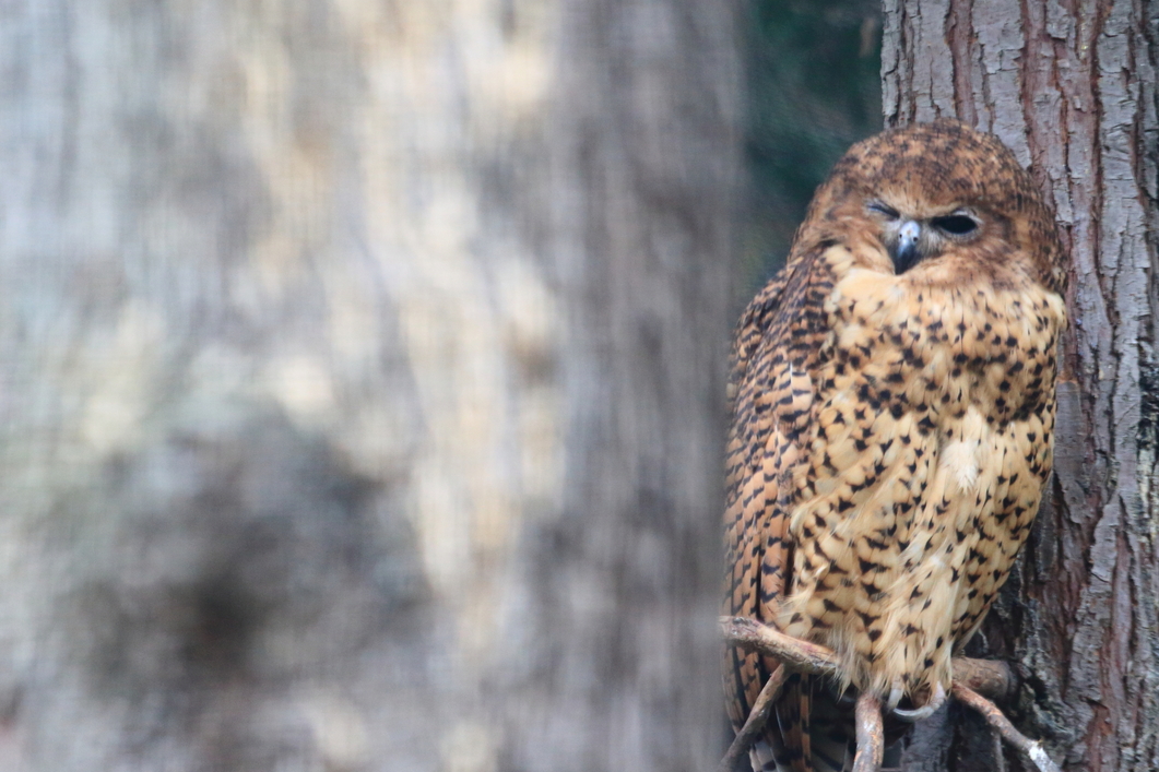 Ours. Close up of a Pel's fishing owl sitting on a branch against a tree trunk