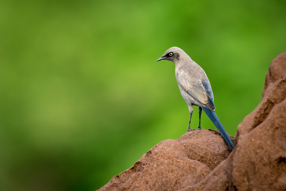 Ours. An ashy starling on a termite mound