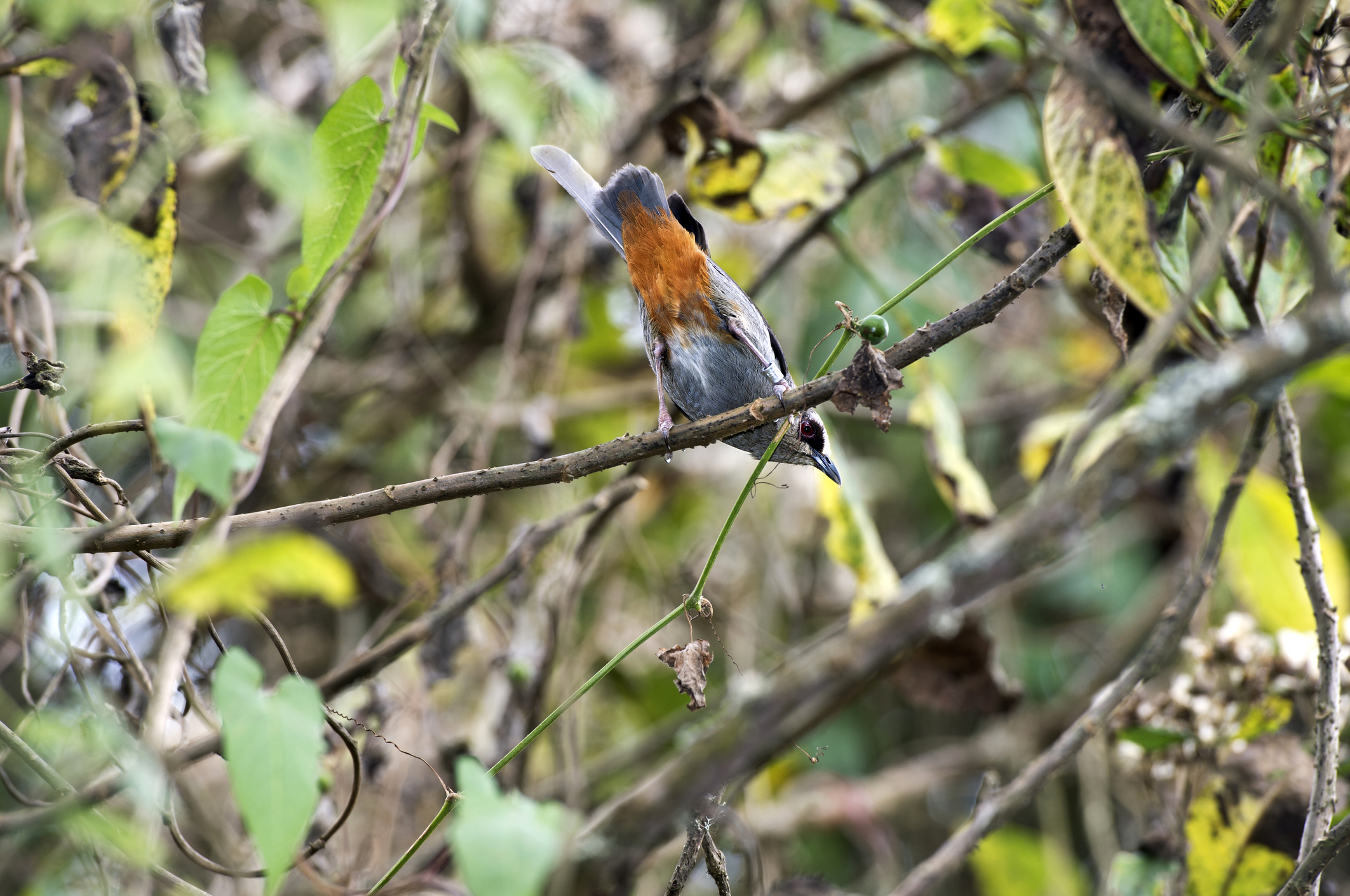 Abyssinian catbird (Parophasma galinieri), Bale Mountains, Ethiopia