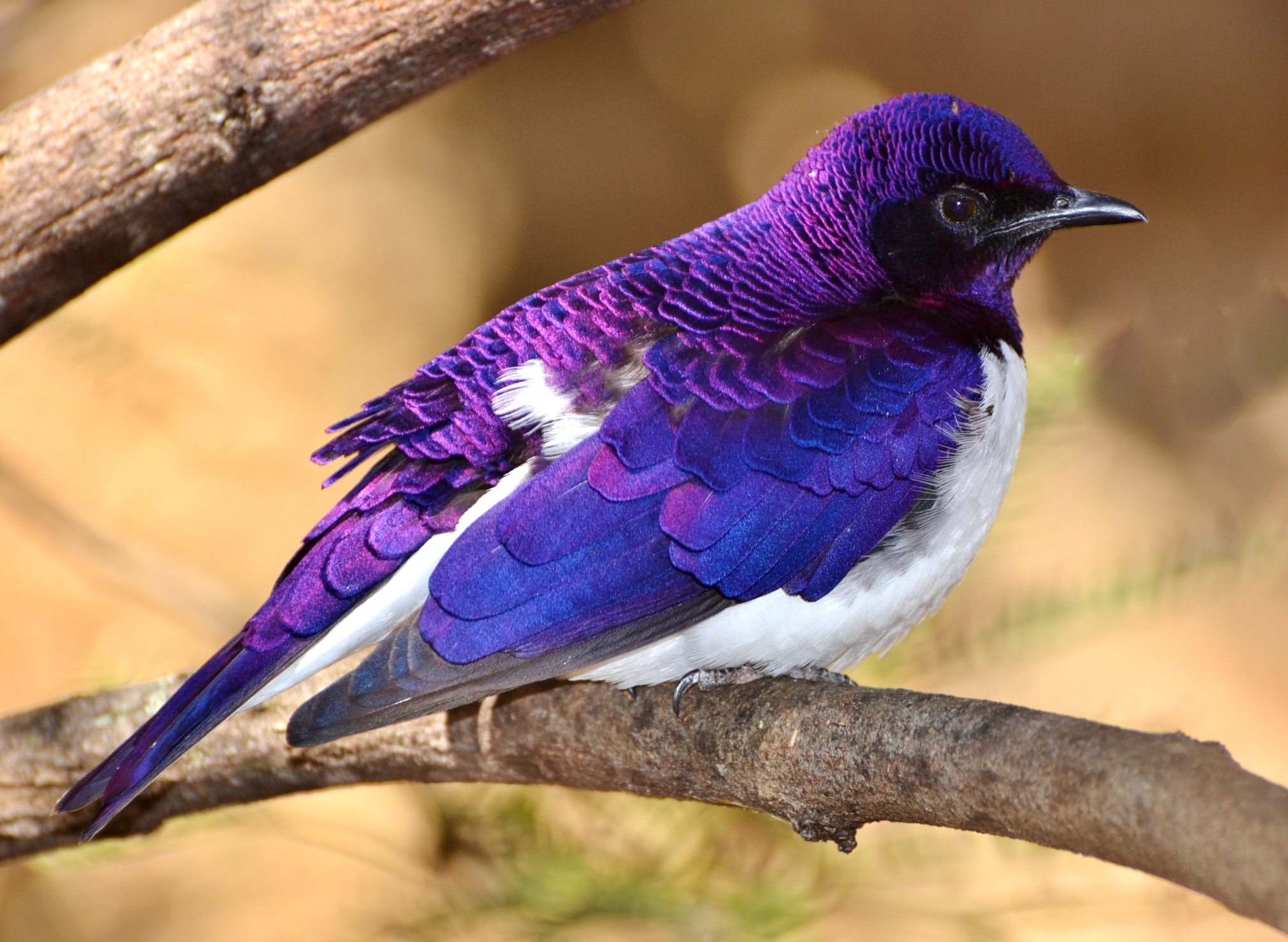 A violet-backed starling