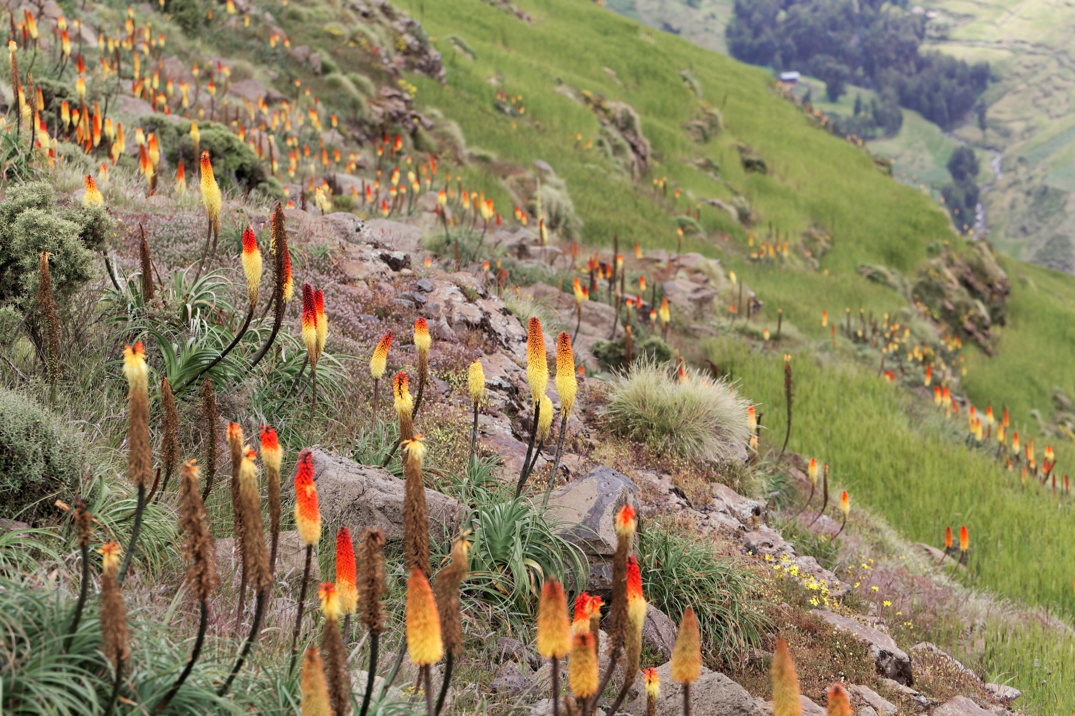 Red hot pokers in the Simien Mountains