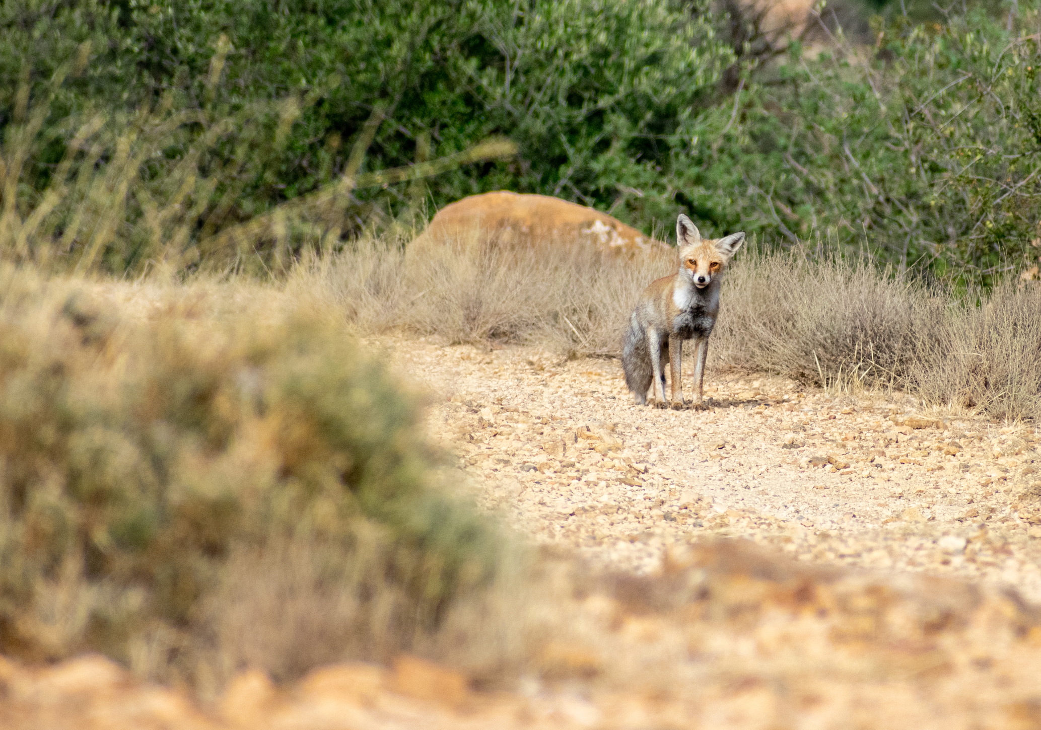 A Northwest African red fox, wildlife