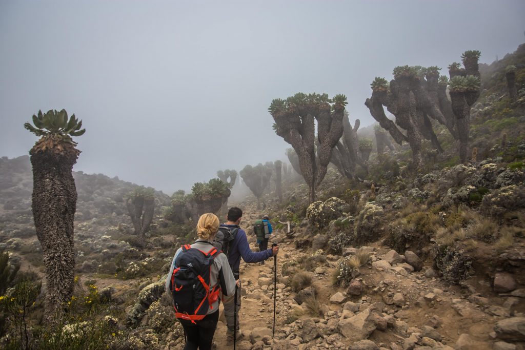 Hiking-to-Baranco-camp-in-Kilimanjaro