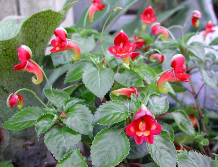Kilimanjaro_Impatiens_6119-1.jpeg