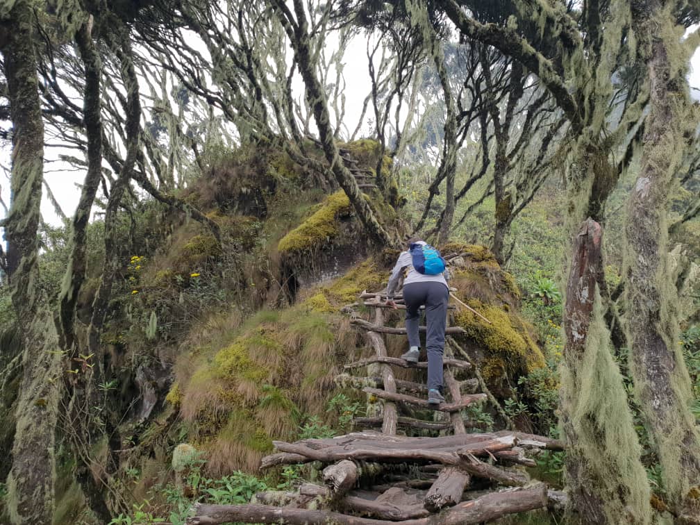 Trail.jpeg