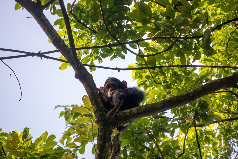 Ours. Eastern Chimpanzee in Masindi, Uganda