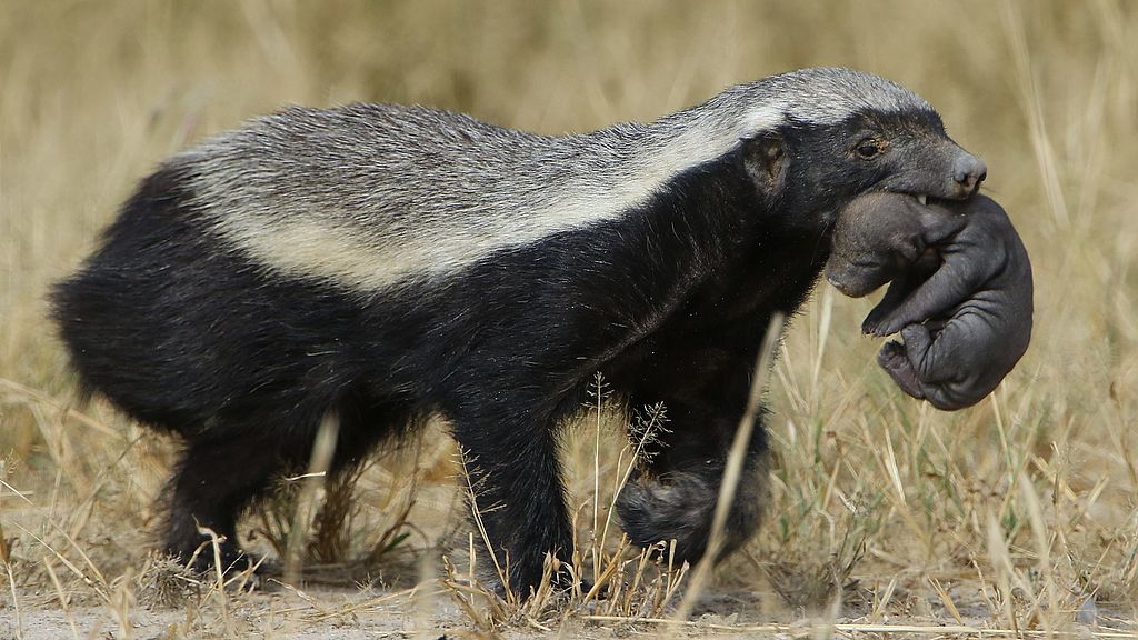 Hoey-badger-carrying-pup.jpg