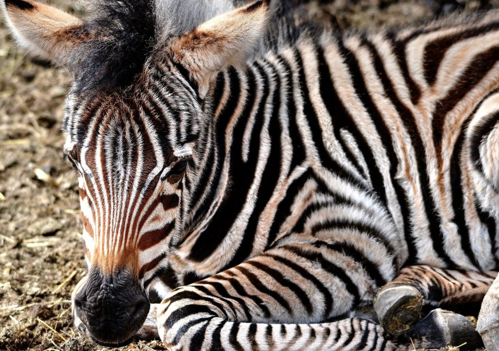 Zebra-calf-Serengeti-1-1024x720.jpg