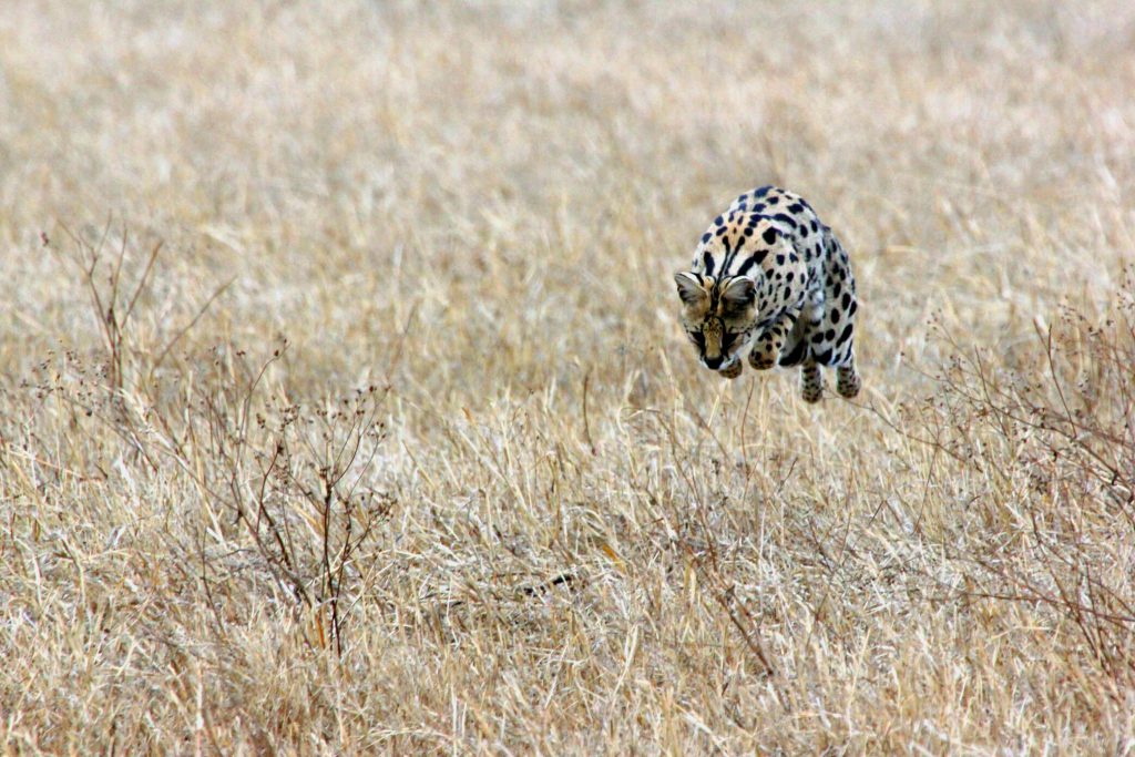 Serval-cat-Ngorongoro-1-1024x683.jpg